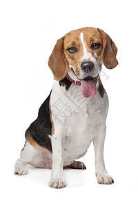 贝格尔动物家畜棕色工作室猎犬宠物犬类哺乳动物白色图片