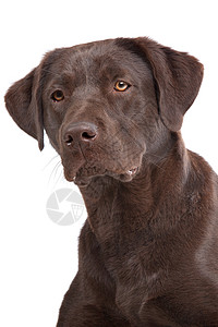 巧克力拉布拉多工作室宠物犬类家畜棕色纯种白色猎犬哺乳动物动物图片