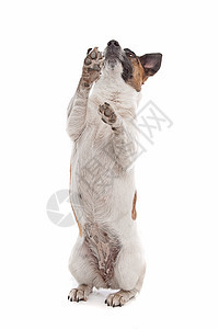 杰克罗塞尔泰瑞尔短腿家畜工作室猎犬棕色动物犬类白色短发宠物图片