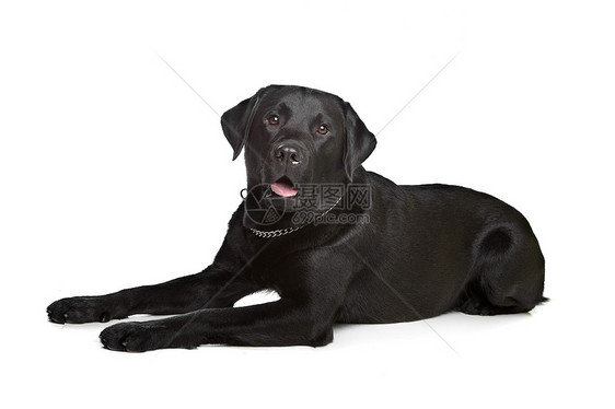 黑色拉布拉多工作室猎犬哺乳动物家畜犬类动物宠物图片