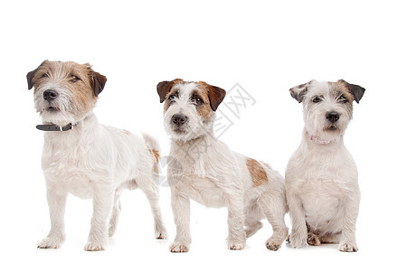 杰克罗塞尔泰瑞尔短腿哺乳动物宠物家畜工作室猎犬棕色动物短发犬类图片