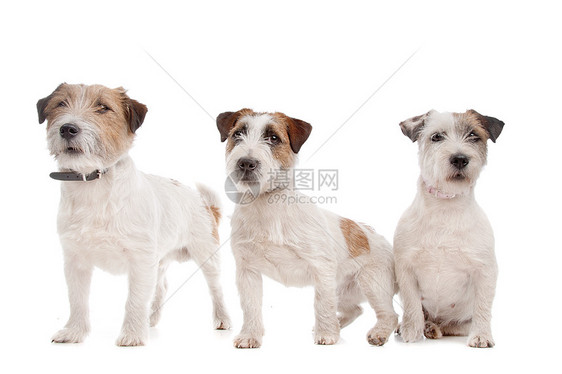 杰克罗塞尔泰瑞尔短腿哺乳动物宠物家畜工作室猎犬棕色动物短发犬类图片