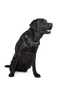 黑色拉布拉多哺乳动物猎犬宠物家畜工作室犬类动物图片