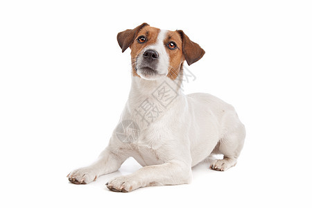 杰克罗塞尔泰瑞尔猎犬动物工作室短发短腿犬类宠物白色家畜棕色图片