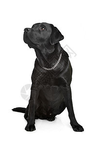 黑色拉布拉多工作室动物猎犬哺乳动物宠物犬类家畜图片