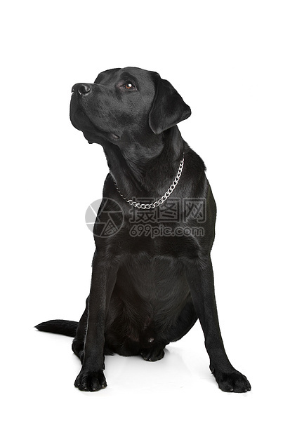 黑色拉布拉多工作室动物猎犬哺乳动物宠物犬类家畜图片