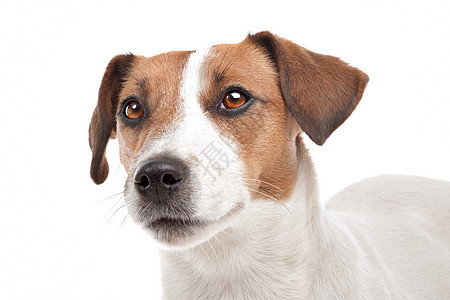 杰克罗塞尔泰瑞尔棕色哺乳动物短腿工作室动物短发犬类白色家畜宠物图片