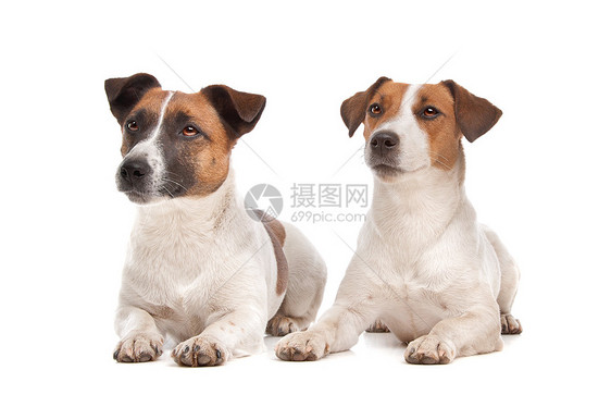 杰克罗塞尔泰瑞尔工作室棕色家畜短发短腿猎犬犬类哺乳动物白色宠物图片