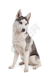 西伯利亚胡斯基小狗宠物动物白色哺乳动物灰色犬类家畜工作室图片