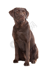 巧克力拉布拉多犬类纯种动物猎犬棕色哺乳动物白色宠物家养狗家畜图片