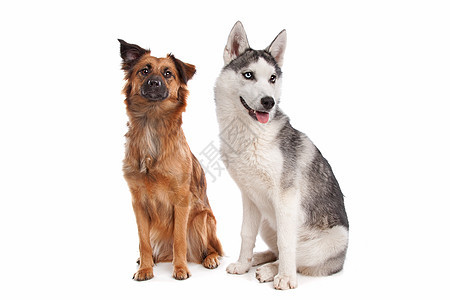 西伯利亚胡斯基小狗和混种狗图片