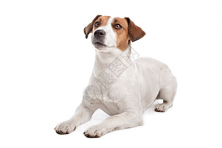 杰克罗塞尔泰瑞尔短发棕色宠物工作室猎犬短腿犬类白色动物哺乳动物图片
