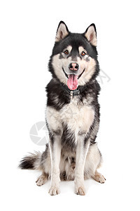阿拉斯加马拉穆特灰色黑与白工作室家畜犬类动物哺乳动物宠物狼狗白色图片