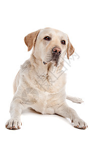 黄拉布拉多动物猎犬黄色工作室白色犬类哺乳动物纯种狗图片