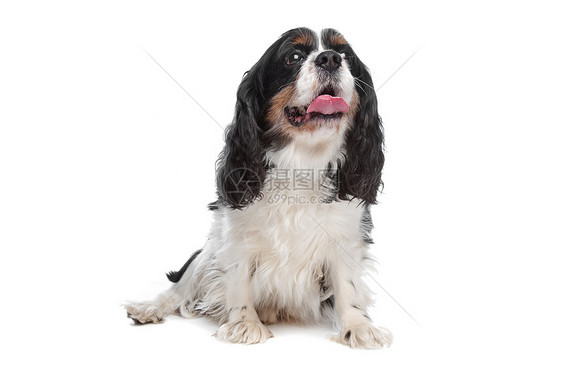 查尔斯斯帕尼尔骑士王白色哺乳动物家畜犬类动物工作室猎犬图片