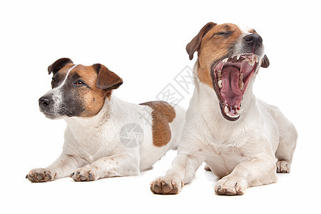 杰克罗塞尔泰瑞尔宠物家畜工作室短腿白色短发棕色哺乳动物犬类动物图片
