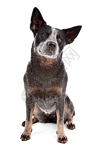 澳大利亚养牛犬哺乳动物动物宠物主题肖像蓝跟鞋白色工作室家畜朋友图片
