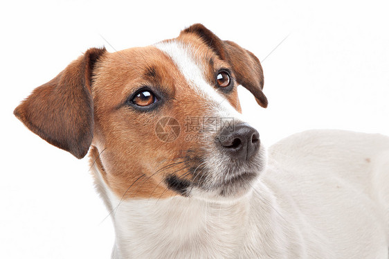 杰克罗塞尔泰瑞尔家畜棕色短腿犬类工作室动物白色宠物短发猎犬图片