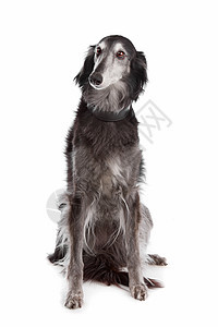 丝绸风猎犬犬类动物白色血统哺乳动物工作室图片