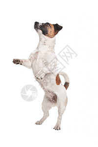 杰克罗塞尔泰瑞尔棕色工作室哺乳动物白色动物犬类猎犬家畜短腿短发图片