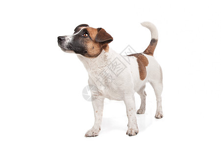 杰克罗塞尔泰瑞尔短发宠物短腿猎犬家畜工作室棕色动物哺乳动物犬类图片