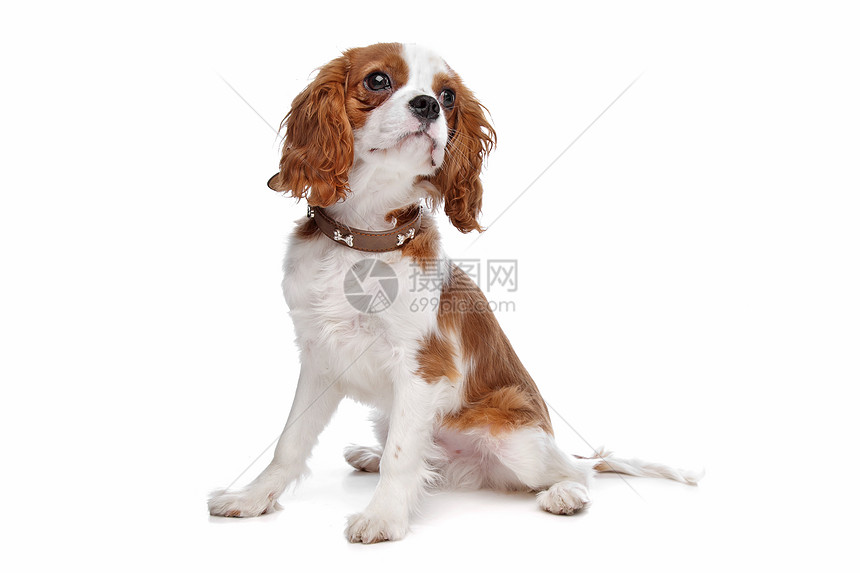 查尔斯斯帕尼尔骑士王犬类哺乳动物白色工作室动物猎犬家畜图片
