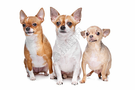 三只吉娃娃狗工作室家畜白色哺乳动物小狗动物团体犬类图片
