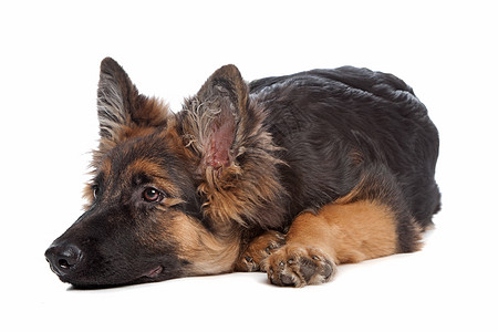 德国牧羊犬猎犬牧羊人家畜动物小狗警犬哺乳动物白色犬类工作室图片