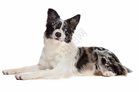 Collie牧羊犬边境工作室哺乳动物陨石色家畜犬类动物白色外套三色蓝眼睛图片