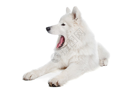 混血狗笑脸宠物雪橇动物哺乳动物牧羊犬白色萨米图片