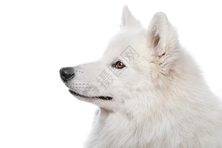 混血狗牧羊犬宠物雪橇动物笑脸白色萨米哺乳动物图片