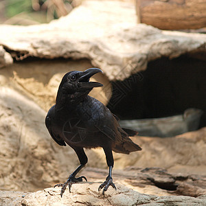 乌鸦坐在石头上邮政斑点动物群爪子翅膀羽毛野生动物火山手表荒野图片