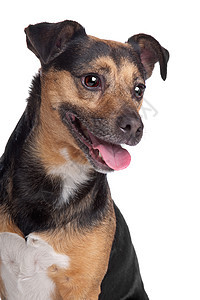黑色和黑棕色杰克罗塞尔泰瑞尔工作室猎犬犬类纯种狗动物宠物哺乳动物捷运图片