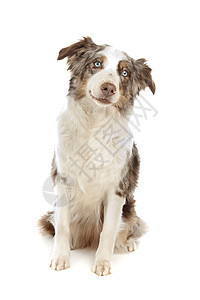 边境牧羊犬牧羊犬动物哺乳动物宠物工作室羊犬纯种狗犬类图片