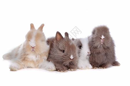 连续四只小兔子毛皮哺乳动物工作室兔子宠物团体动物图片