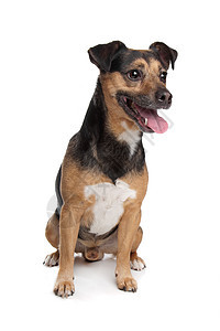 黑色和黑棕色杰克罗塞尔泰瑞尔犬类动物哺乳动物纯种狗工作室猎犬捷运宠物图片