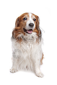 Kooiker 猎犬酷客长发猎鸭家畜白色动物哺乳动物犬类宠物工作犬图片