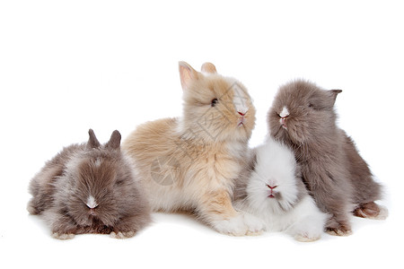 连续四只小兔子兔子动物工作室宠物毛皮哺乳动物团体图片