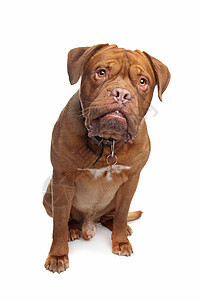 法式法国大区长犬类宠物工作室哺乳动物脊椎动物红色白色猎犬棕色皱纹图片