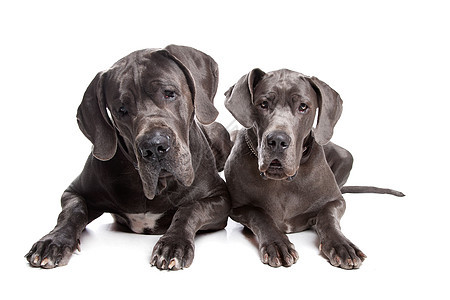 两只灰色的丹麦狗友谊家养狗哺乳动物工作室家畜白色主题动物水平宠物图片