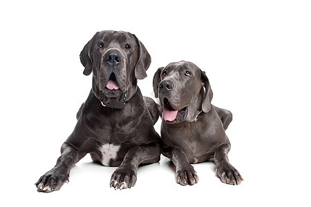 两只灰色的丹麦狗水平主题动物家畜白色家养狗友谊哺乳动物宠物工作室图片
