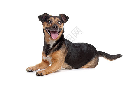 黑色和黑棕色杰克罗塞尔泰瑞尔动物犬类捷运工作室宠物猎犬纯种狗哺乳动物图片