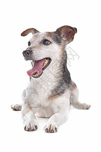 旧的和瞎的杰克鲁塞尔犬类工作室宠物猎犬纯种狗动物哺乳动物图片