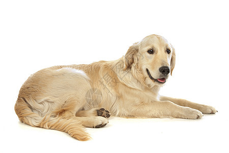 黄金寻金动物黄色工作室哺乳动物纯种狗宠物犬类猎犬背景图片
