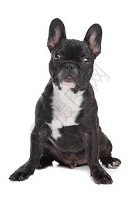 黑白法国斗牛犬犬类哺乳动物纯种狗宠物动物工作室图片