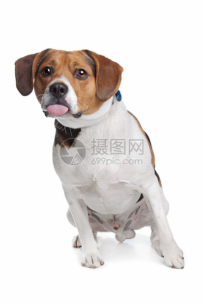 贝格尔工作室犬类猎犬宠物哺乳动物纯种狗动物图片