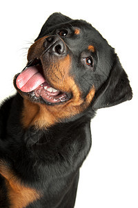 洛特韦勒语Name宠物犬类哺乳动物纯种狗动物工作室图片