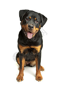 洛特韦勒语Name纯种狗哺乳动物宠物工作室犬类动物图片