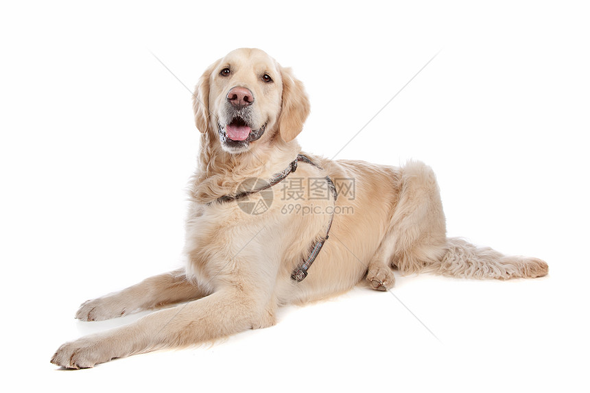 金毛猎犬动物宠物猎犬哺乳动物图片