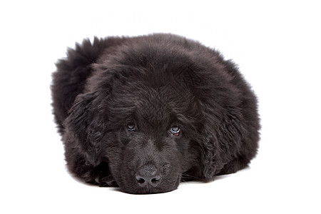 黑纽芬兰小狗哺乳动物毛皮犬类棕色主题动物家畜工作室黑色脊椎动物图片